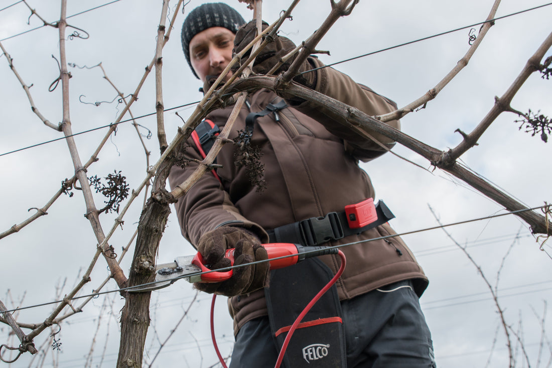 Februar im Weingut – Zwischen Rebschnitt und Vorfreude