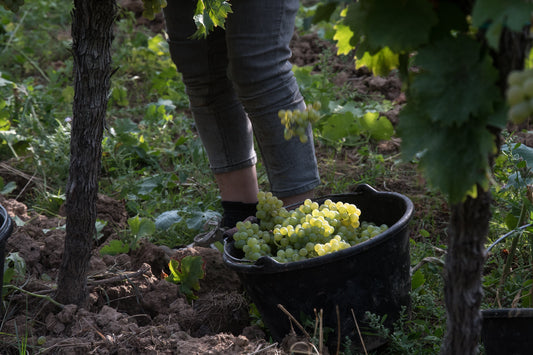 Startschuss Weinlese