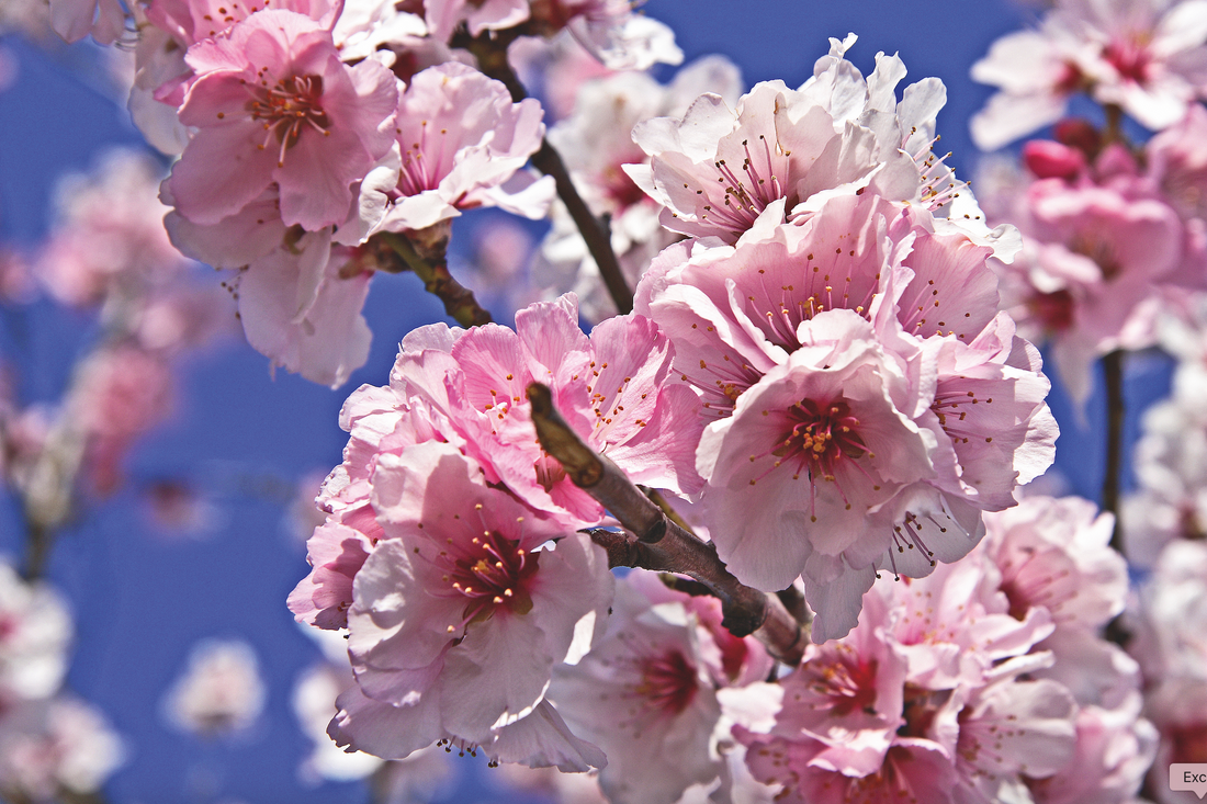 Frühlingserwachen in der Pfalz  🌸✨